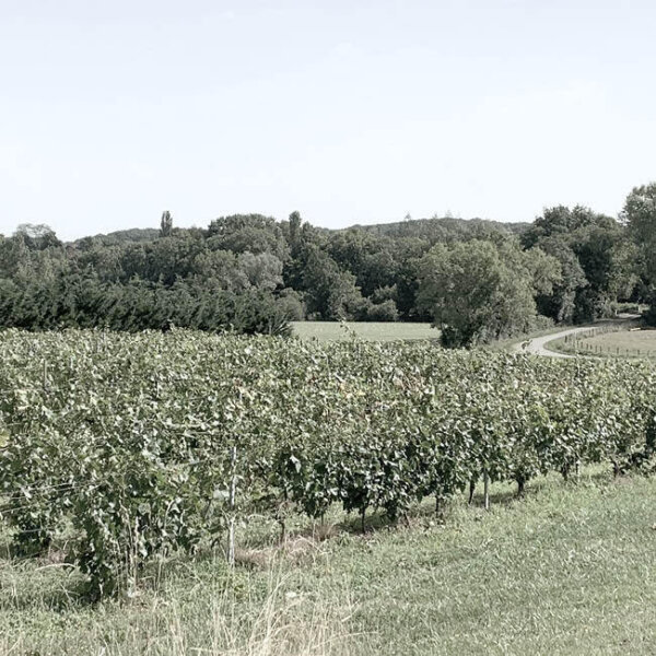 Le Venay Aktivitaeten Weingebiete